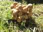 Kerti tintagomba (Coprinellus micaceus), Budapest